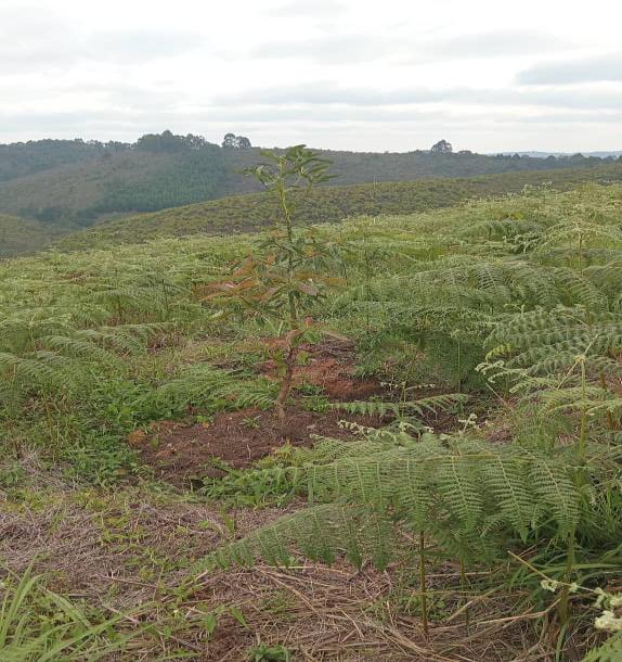 Intercity Property Hub: A 50-Acre Farm for Sale ~ Njombe.-5