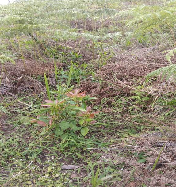 Intercity Property Hub: A 50-Acre Farm for Sale ~ Njombe.-8